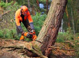 Trusted Andale, KS  Tree Services Experts